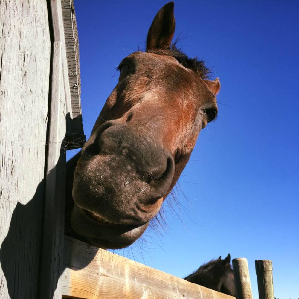 Meet your Posher, Sneff